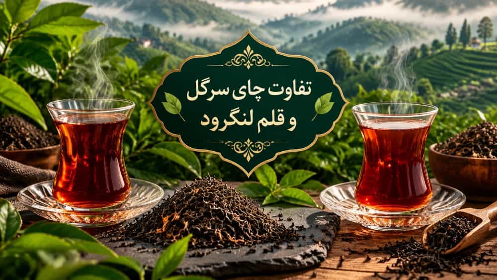 تفاوت چای ممتاز سرگل و قلم لنگرود در طعم و رنگ دهی