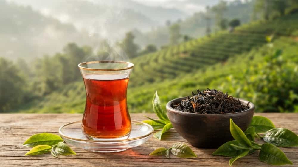 عرضه مستقیم چای ناب شمال در لنگرود