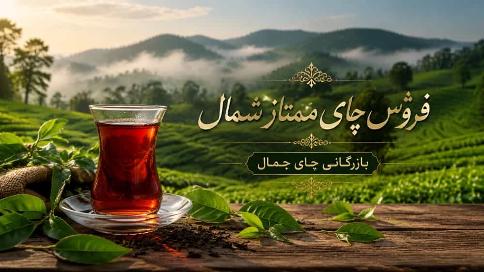 فروش چای ممتاز شمال در لنگرود با کیفیت عالی